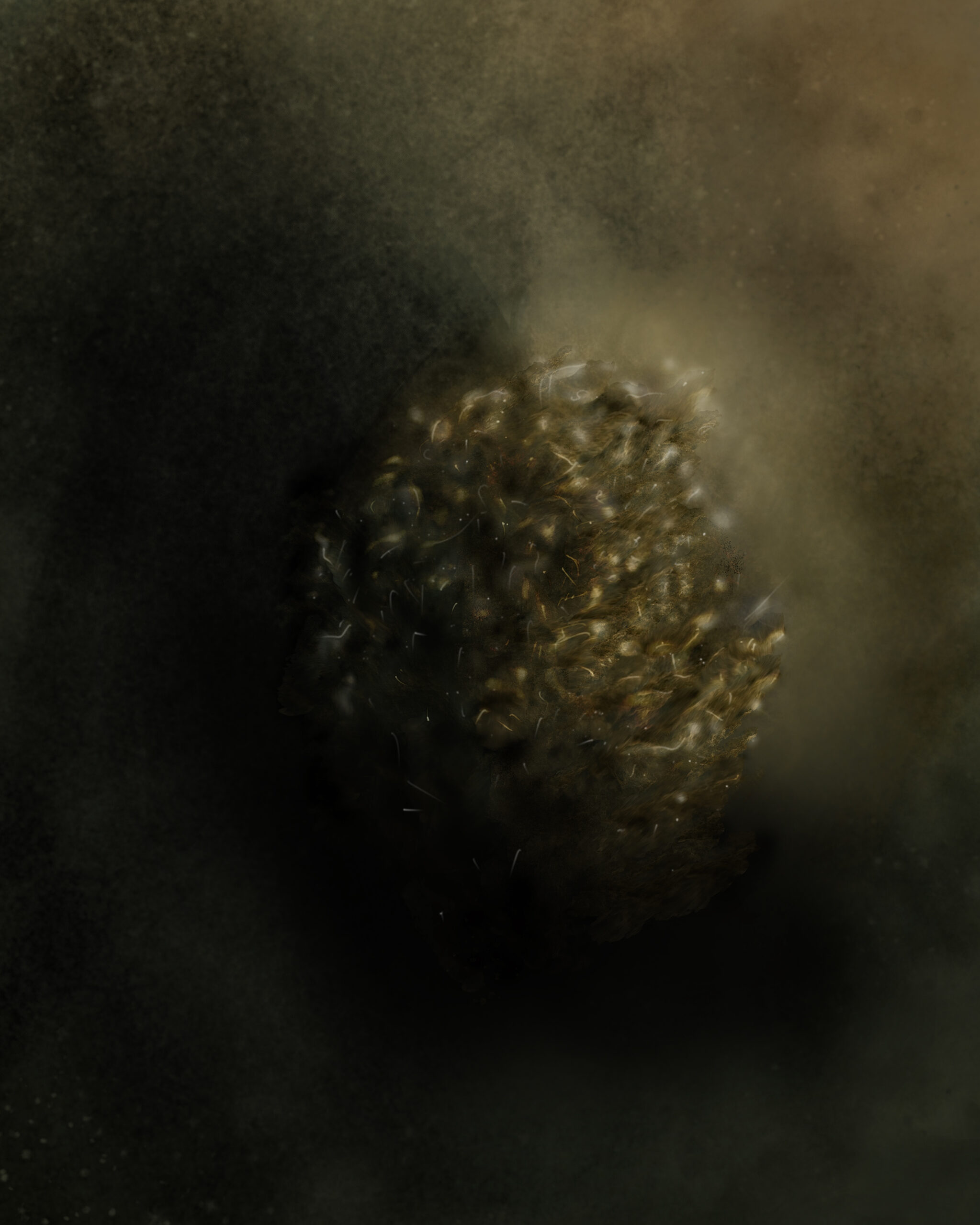 Lithomorphe